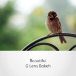 Sony E Mount E 70–350mm F4.5–6.3 G OSS APS-C Lens (SEL70350G) | Super Telephoto Zoom | for Wildlife Photography - Image 4