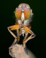 Lite - Macro Photography Diffuser - Image 6